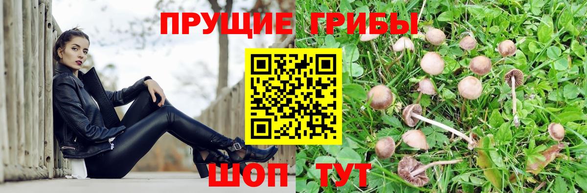 Галлюциногенные грибы Psilocybe Тутаев